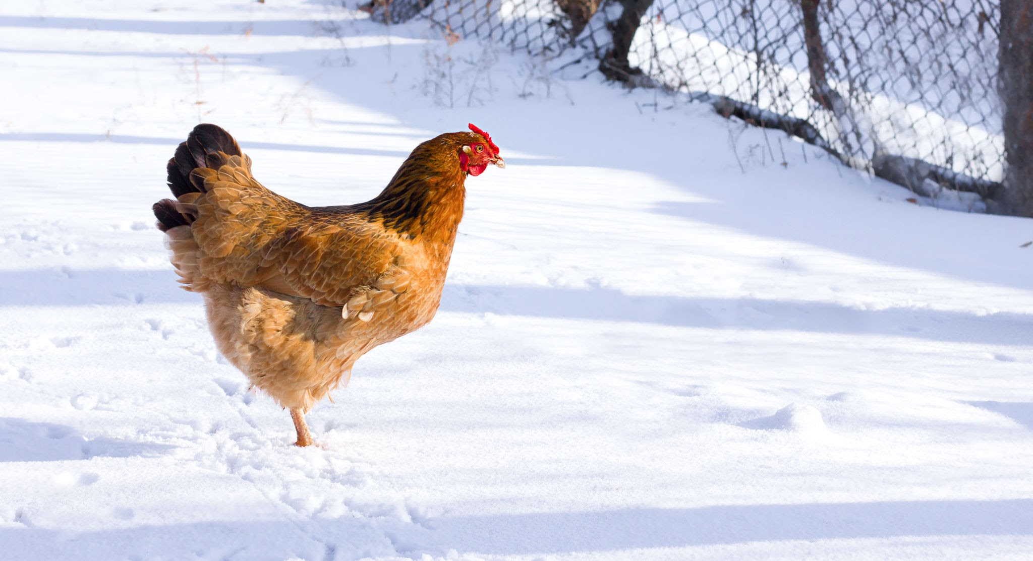 chicken in cold weather, how to keep chickens warm, chickens and snow